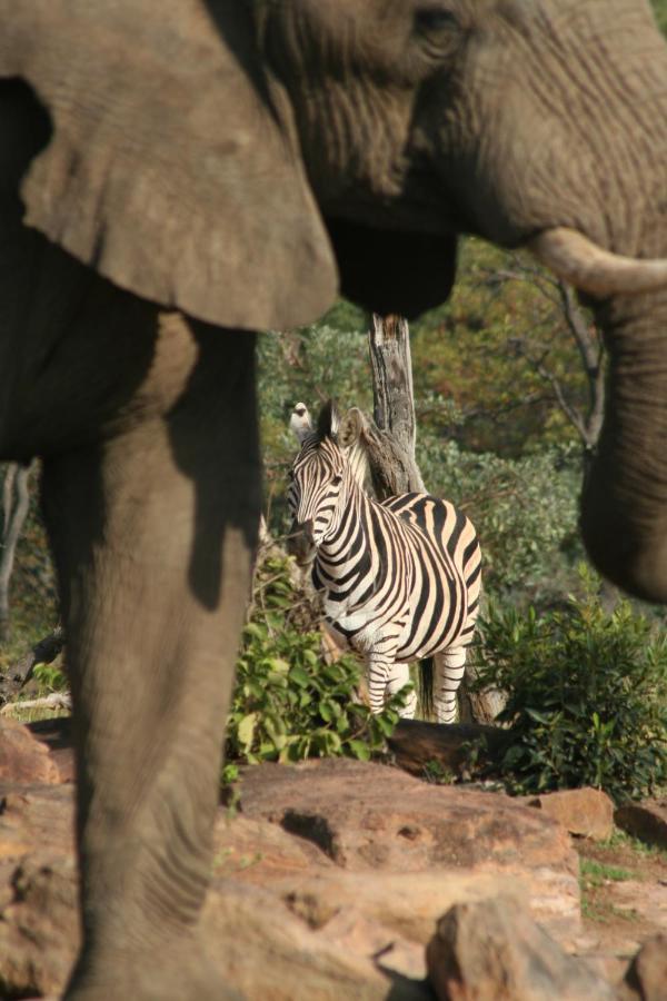 Makweti Safari Lodge Rezervaţia de vânat Welgevonden Exterior foto